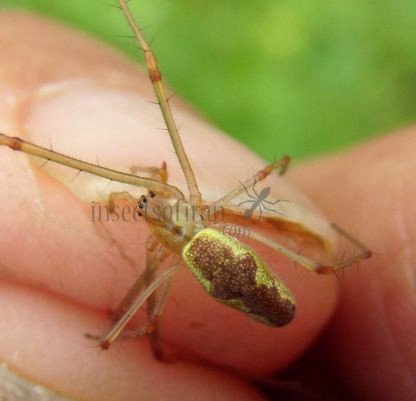 Tetragnatha sp-2