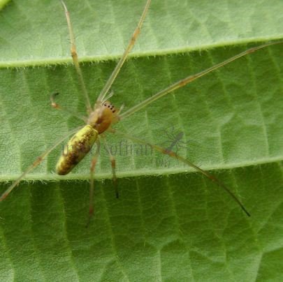 Tetragnatha sp-3