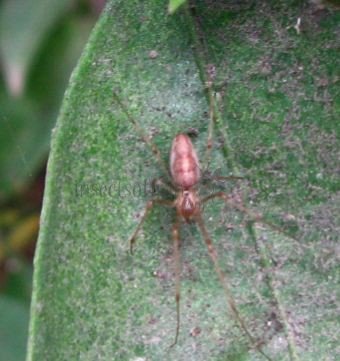 Tetragnatha sp-5