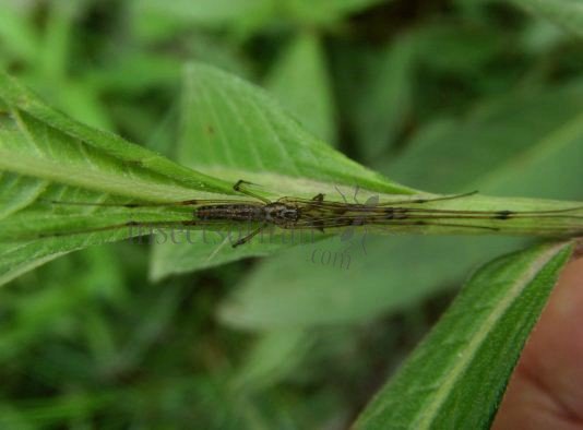 Tetragnatha striata