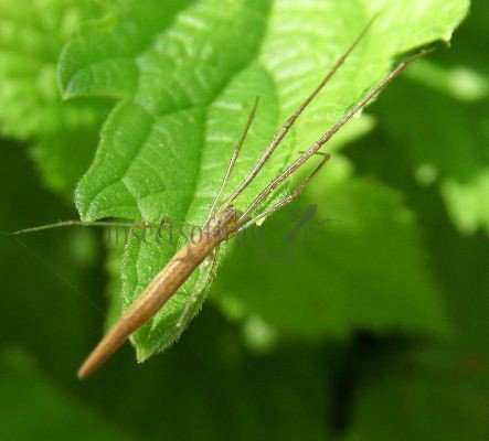 Tetragnatha Sulawesi-1