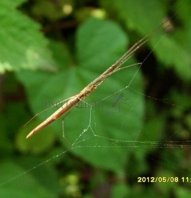 Tetragnatha Sulawesi-2