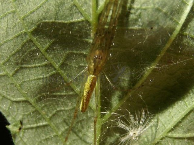 Tetragnatha pinicola -1