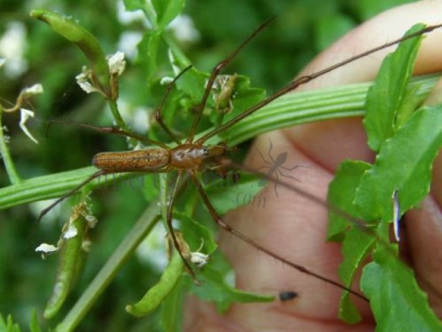 Tetragnatha pinicola -2