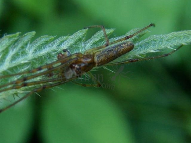 Tetragnatha pinicola -3