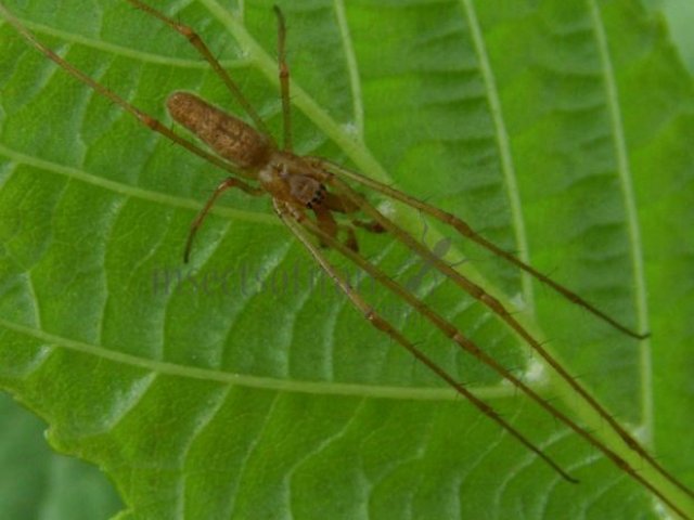 Tetragnatha pinicola -4