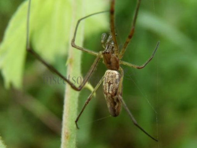 Tetragnatha sp