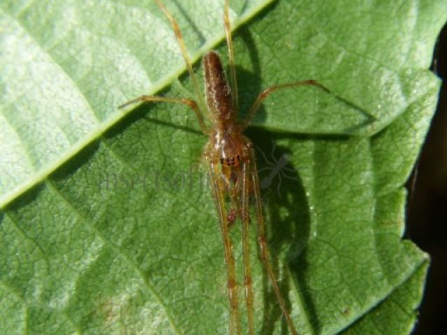 Tetragnatha sp-4