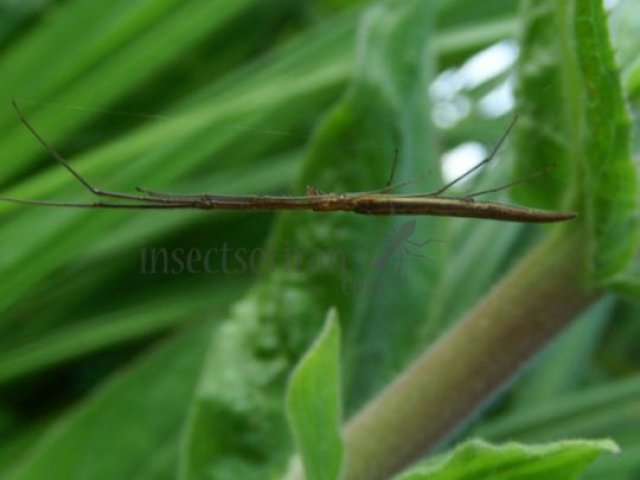 Tetragnatha Sulawesi-3