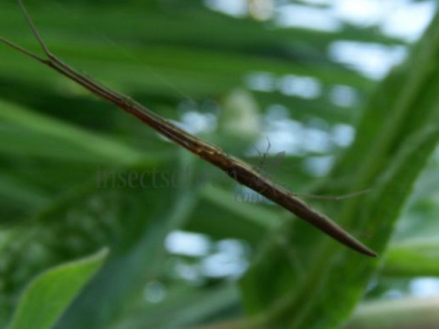 Tetragnatha Sulawesi-4