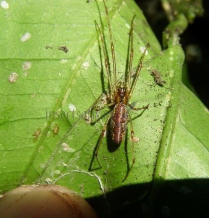 Tetragnatha sp-7