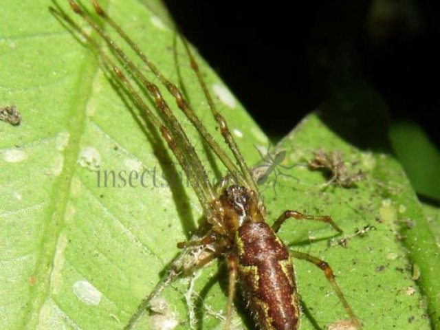 Tetragnatha sp-6