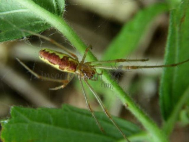 Tetragnathidae-2