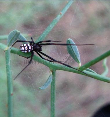 Steatoda albomaculata