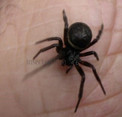 Steatoda bipunctata-1