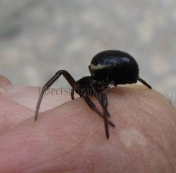 Steatoda bipunctata-2