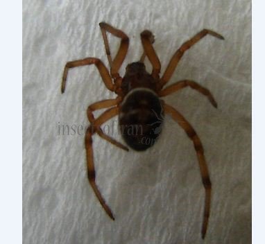 Steatoda paykulliana -1