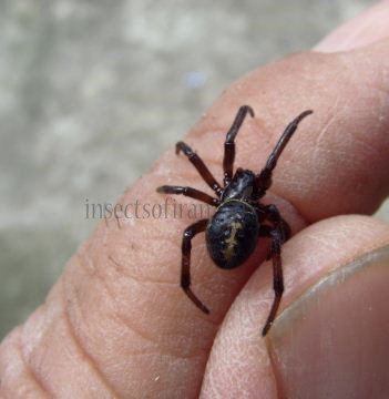 Steatoda paykulliana -3