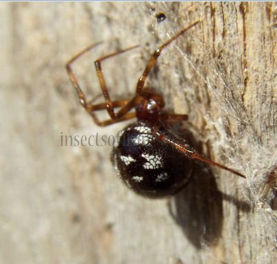 Steatoda triangulosa