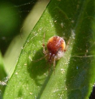 Theridiidae -1