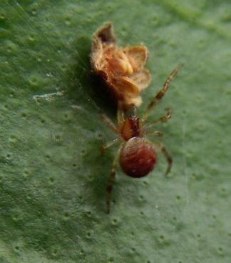 Theridiidae -2