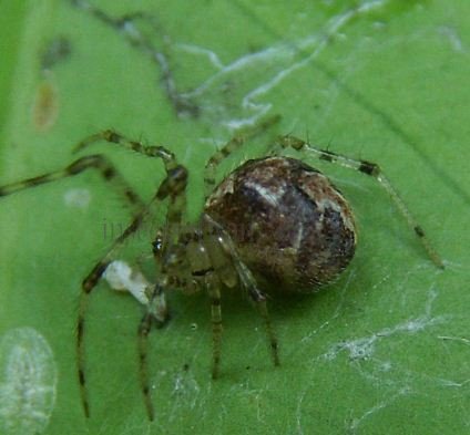 Theridion mystaceum-2