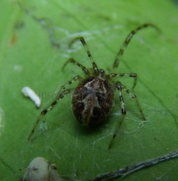 Theridion mystaceum