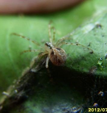 Theridion pictum -1