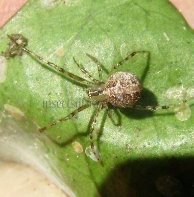 Theridion pictum-5