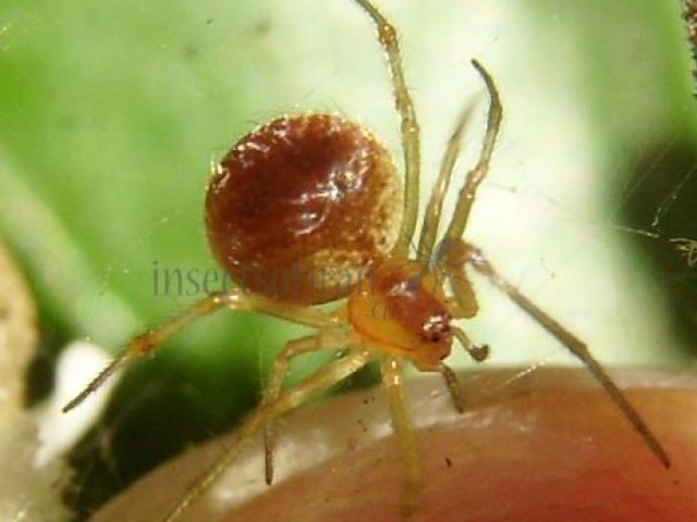 Theridion sp-9