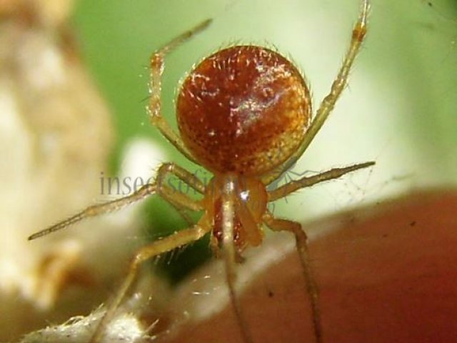 Theridion sp-10