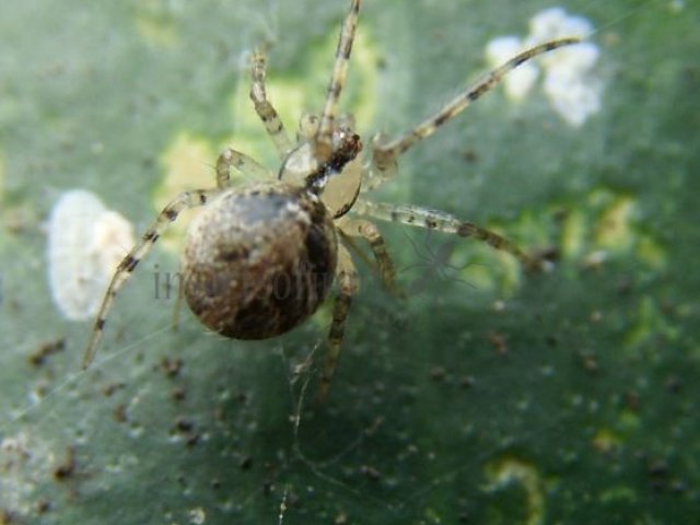 Theridion sp-13