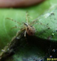Theridion pictum -1