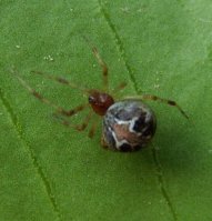 Theridion pictum -2