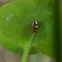 Theridion pictum -3