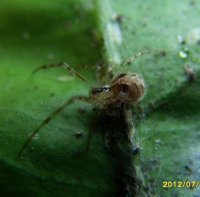 Theridion pictum-4