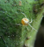 Theridion sp-11