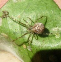 Theridion pictum-5