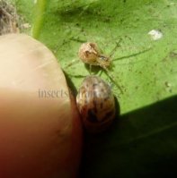 Theridion pictum-6