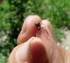 Spiders - Theridiidae