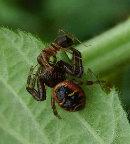 Synema globosum -20