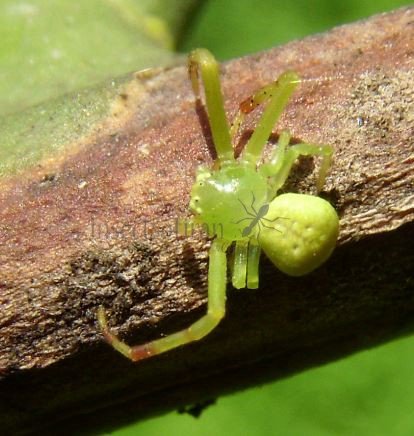 Ebrechtella tricuspidata -1