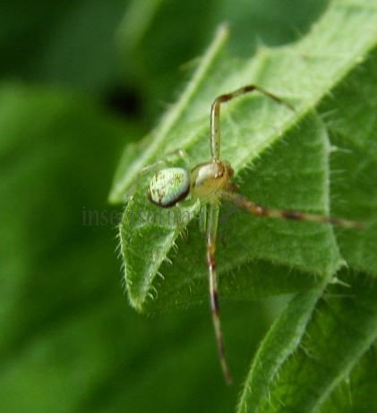 Ebrechtella tricuspidata-15