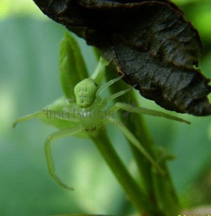 Ebrechtella tricuspidata-19