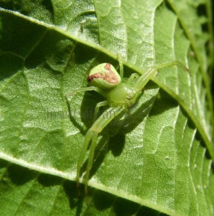 Ebrechtella tricuspidata-28