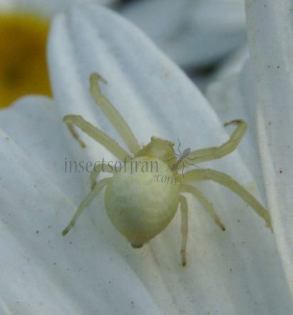 Misumena vatia -3