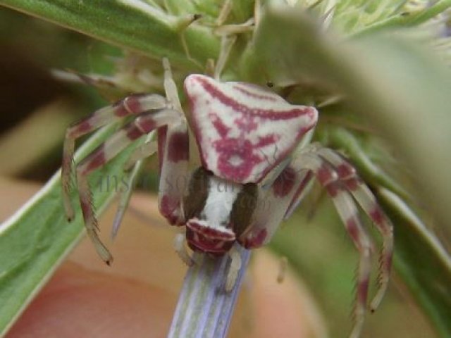 Misumena vatia- 5