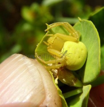 Misumena vatia-6