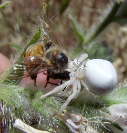 Misumena vatia--7