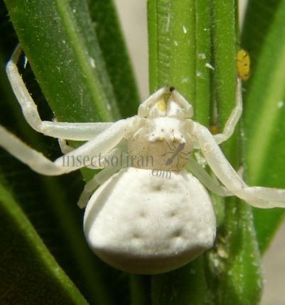 Misumena vatia-10